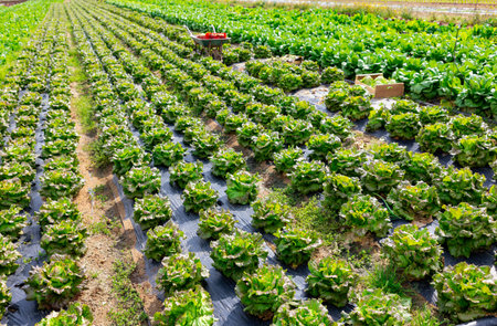 Rows of green lettuce ready to be harvested on farm plantationの写真素材