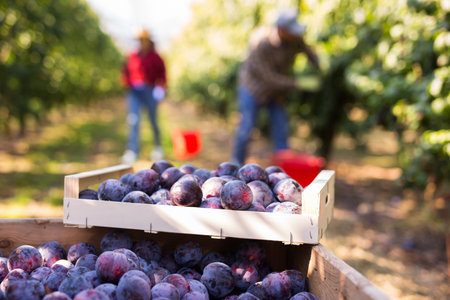 Boxes with ripe purple plums in green summer fruit gardenの写真素材