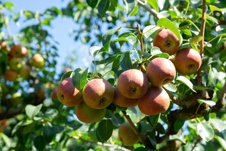 Ripe pink pearsの写真素材