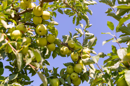 Ripe golden apples in a farm orchardの写真素材