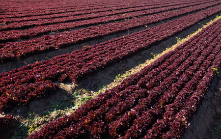 Rows of harvest of red lettuce in gardenの写真素材