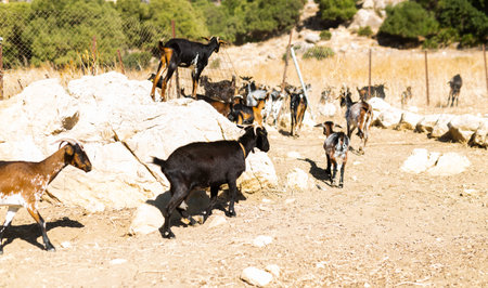 Herd of domestic goats walking to feedlot in mountainous areaの写真素材