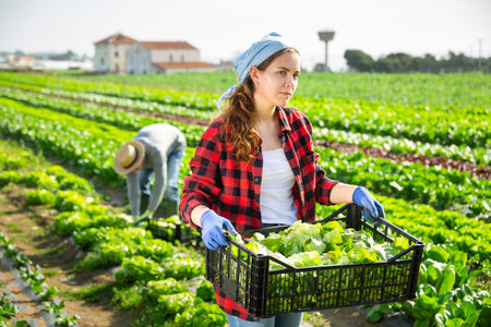 Female farmer carries box with harvest of salad