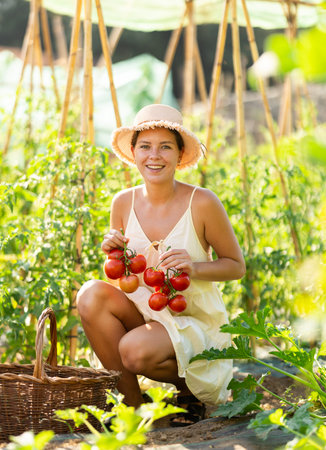 Young woman is working in garden between beds, picking ripe red tomatoesの写真素材