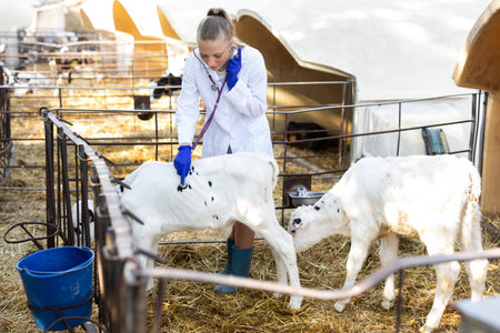 young veterinarian checks on small calves on a farm
