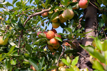 Apples tree branches with ripe fruits