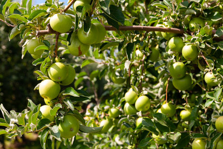 Apples tree branches with ripe fruits