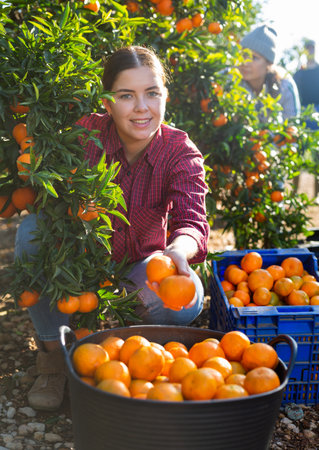 Hardworking farmer girl plucks ripe tangerinesの写真素材