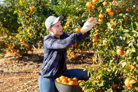 Focused busy young man farmer worker harvesting local ripe tangerines in garden during sunny day