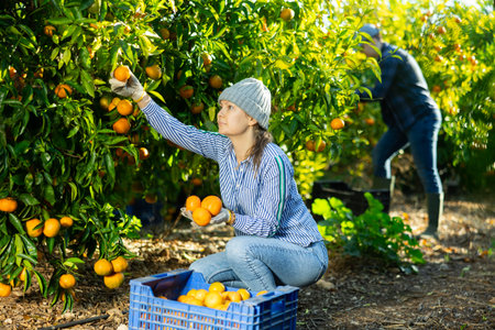 Skilled female gardener gathering crop of ripe tangerines fruits in orchardの写真素材