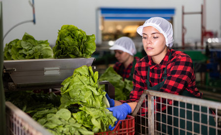 Young woman sorts Peking cabbage from crates