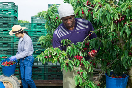 Man and woman are working on the plantation