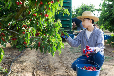 People picking cherry near tractor