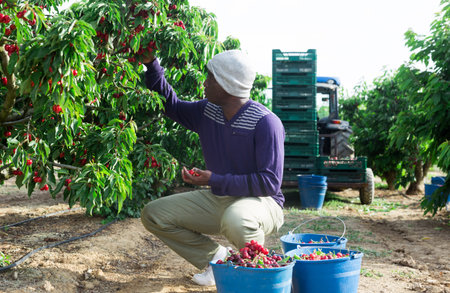 Man is harvesting cherriesの写真素材