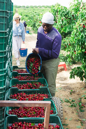 People with cherry crates