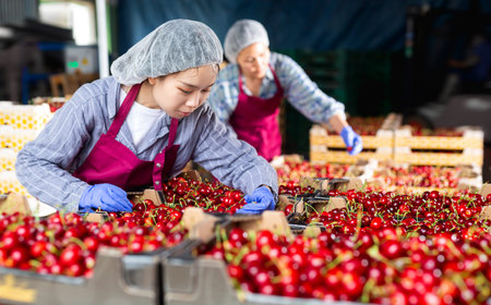 woman worker controlling quality of cherry in boxes