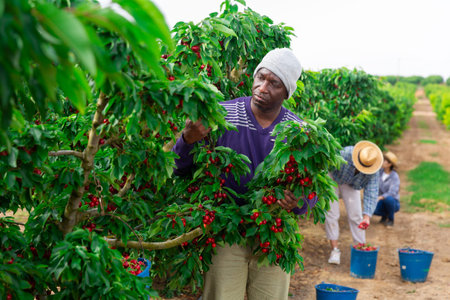 African man picking cherries