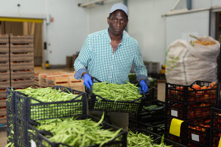 Man working in vegetable factory, carrying crate of pea