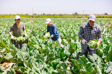 Farmer harvesting cauliflower at field plantation