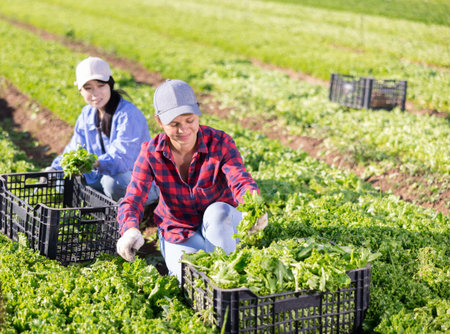 Team of workers harvests ripe green lettuce on plantation