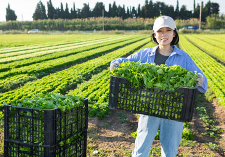Cheerful young asian female worker holding box of green lettuce on field