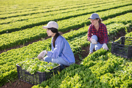 Team of workers harvests ripe green lettuce on plantation