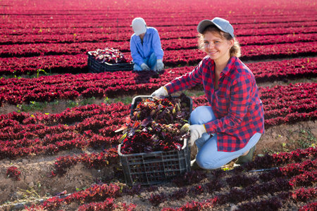 Skilled woman engaged in farming picking fresh red lettuce on farm at day