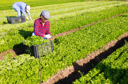Female farm worker picking harvest of organic green lettuce to crate