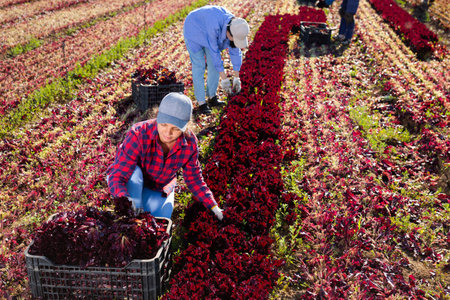 Young female worker harvesting red lettuce at farm plantation