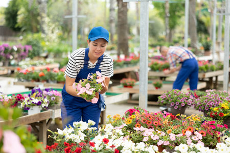 Female garden store employee puts in order showcase with outdoor plants petunia atkinsiana