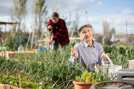 Smiling elderly woman caring for green onion sprouts while working in garden during daytime in Aprilの写真素材