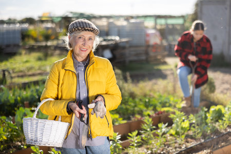 Portrait of mature woman with basket for harvesting vegetables in autumn gardenの写真素材