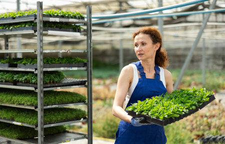 Female worker in overalls carries tray with mint flower sprouts in greenhouseの写真素材