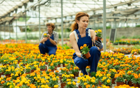 Gardening female worker in overall inspects young marigolds plants after treatment with antifungal drugs. Care, supervision, fungicidesの写真素材
