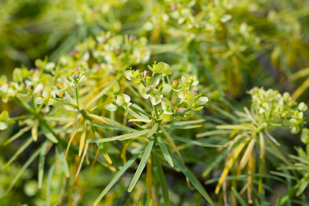 Blooming Euphorbia regis-jubaeの写真素材