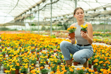 Girl choosing blooming potted marigolds for her flower garden in greenhouse in spring timeの写真素材