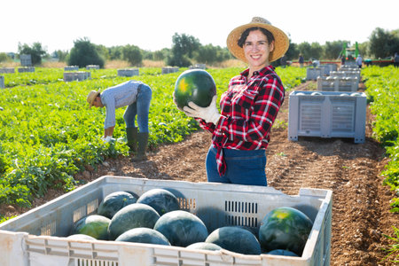 Female farmer neatly stacks watermelons in a large box for transportation from field to warehouseの写真素材