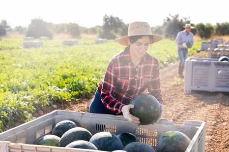Farm worker putting harvested watermelons in containerの写真素材