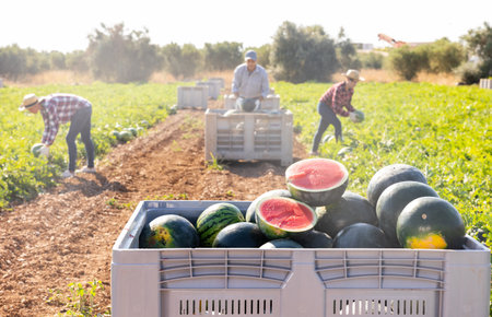 Crate with freshly harvested watermelons at farmの写真素材