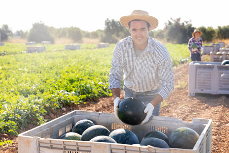 Positive man picking fresh watermelons on fieldの写真素材