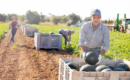 Man gathering ripe watermelons on plantationの写真素材
