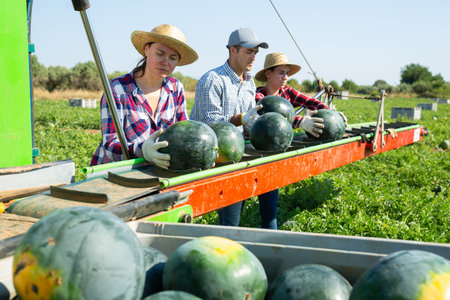 Workers picking ripe watermelons using harvesting machineの写真素材