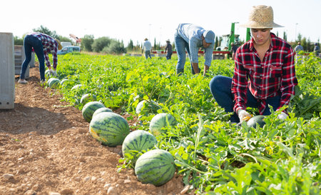 Woman plantation worker picking ripe watermelon on fieldの写真素材