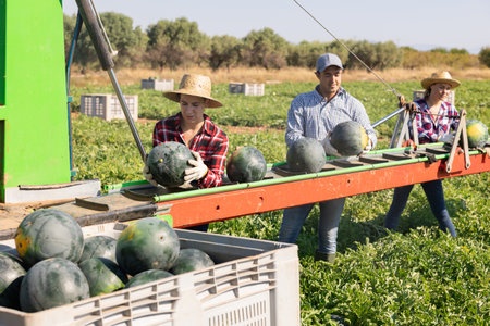 Three workers sorting fresh watermelons at outdoor conveyorの写真素材
