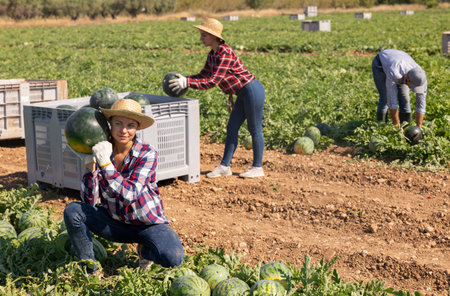 Woman farmer checking watermelon ripeness, thumping rindの写真素材