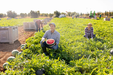 Man gathering ripe watermelons on plantationの写真素材