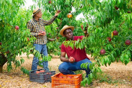 Men harvesting peaches
