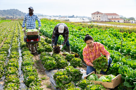 Farm workers picking organic green lettuce in field
