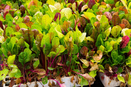 Leaves of growing chard salad in plant nurseryの写真素材