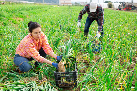 Woman harvesting young garlic on fieldの写真素材